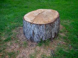Reliable Lake Oswego, OR Tree Care Solutions