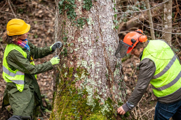 How Our Tree Care Process Works  in  Lake Oswego, OR